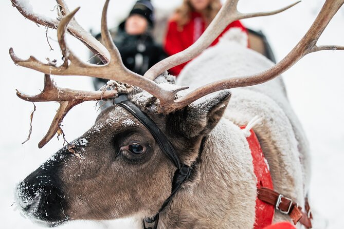 2km Sleigh Ride & Feeding Experience at Traditional Reindeer Farm - Meeting the herder: Sami stories that add meaning