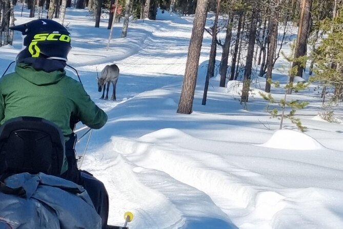 3 Days Raid Snowmobile in Finnish Lapland - Day 2 in Seipäjärvi: Ice Fishing or Snowshoe Hiking, Then Frozen-Lake Sauna