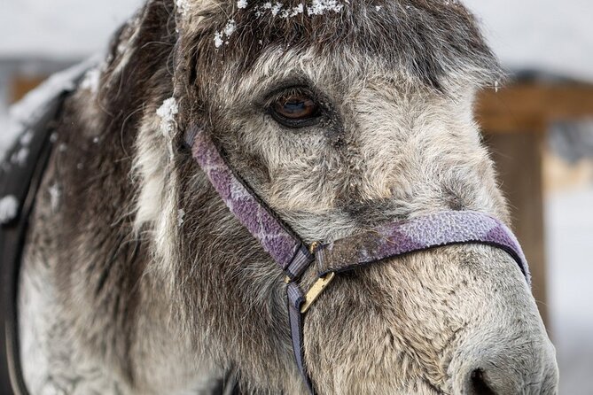 8-10km Husky Ride in the Taiga and Visit Other Farm Animals - Clothing check before you ride: take it seriously