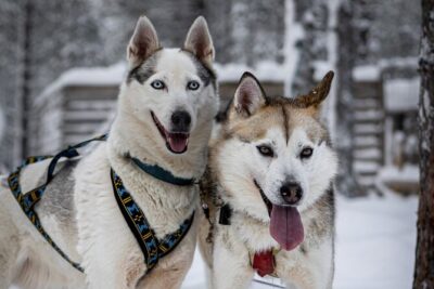 8-10km Husky Ride in the Taiga and Visit Other Farm Animals - Learning to handle the sled: the difference between watching and doing