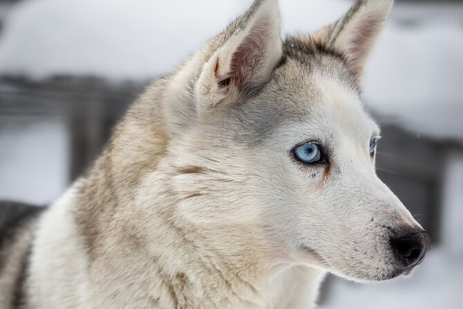 8-10km Husky Ride in the Taiga and Visit Other Farm Animals - Lunch by the open fire: Lapish BBQ and the musher stories