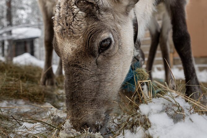 8-10km Husky Ride in the Taiga and Visit Other Farm Animals - Who should book this husky-and-farm experience