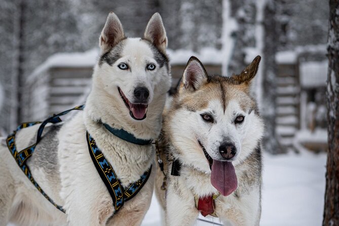 8-10km Husky Ride in the Taiga and Visit Other Farm Animals - Learning to handle the sled: the difference between watching and doing