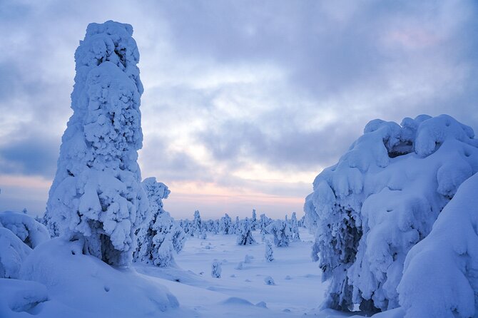 Arctic Adventure through Magical Frozen Forests of Riisitunturi - Guides, Safety, and Why an English Small Group Changes the Day