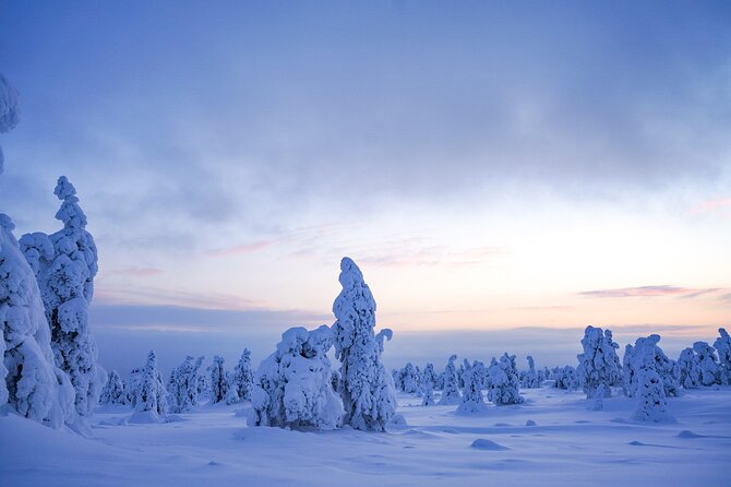 Arctic Adventure through Magical Frozen Forests of Riisitunturi - Wildlife Spotting and Nature Talk: What the Guide Actually Does
