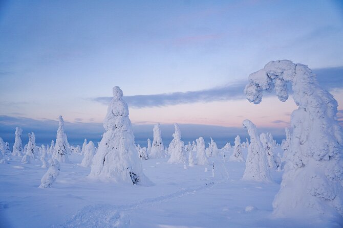 Arctic Adventure through Magical Frozen Forests of Riisitunturi - Price and Value at $228.56: What You’re Paying For