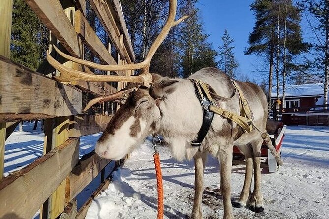 Arctic Animals Adventure with Lunch Buffet - Key highlights that matter