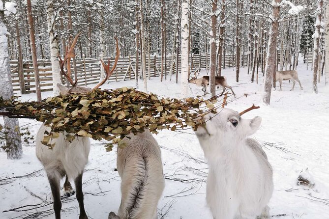 Arctic Animals Adventure with Lunch Buffet - Why this Rovaniemi day feels like three adventures