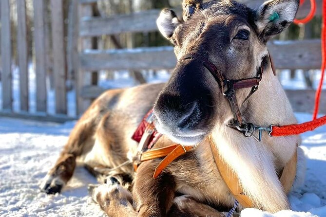 Arctic Animals Adventure with Lunch Buffet - Kota warmth: husky and reindeer rides plus local treats
