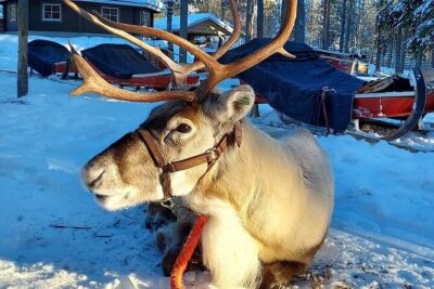Arctic Animals Adventure with Lunch Buffet - Pickup and timing: what the day really asks of you