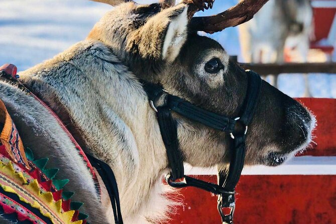 Arctic Animals Adventure with Lunch Buffet - Ranua Wildlife Park in the Arctic forest: animal spotting time