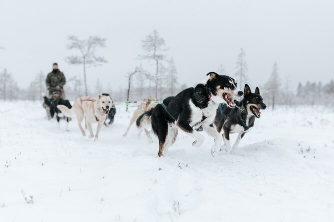 Arctic Animals Adventure with Lunch Buffet - Small-group transfers and the guides who keep it human