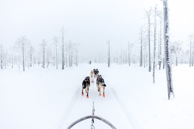 Arctic Animals Adventure with Lunch Buffet - Price and value: is $299.82 fair for two rides and zoo lunch?