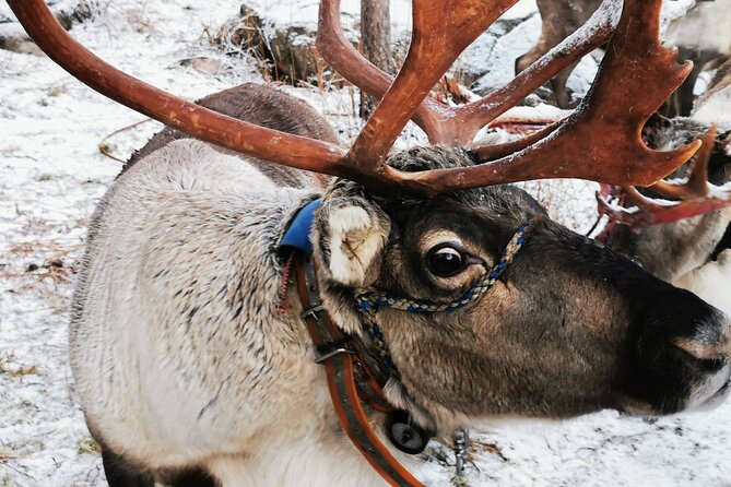 Arctic Animals Adventure with Lunch Buffet - What to bring for real Arctic cold (even with winter clothing)
