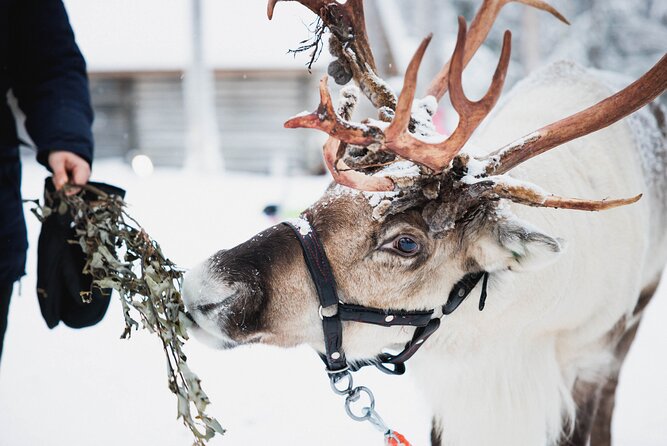 Arctic Circle Highlights Family Day - A Full Day of Arctic Favorites in Rovaniemi