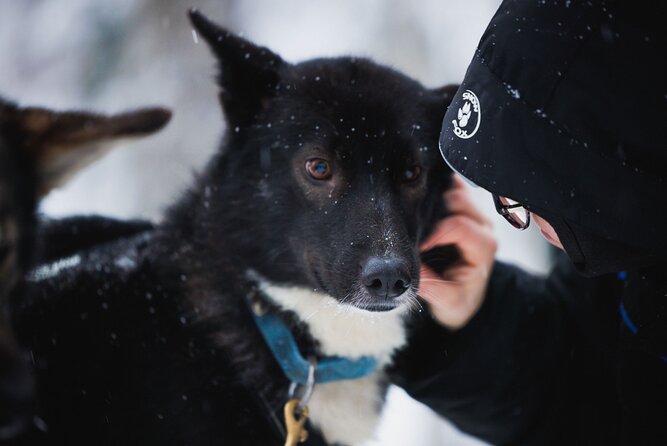 Arctic Circle Highlights Family Day - The Mini-Snowmobiling Part Kids Notice Most