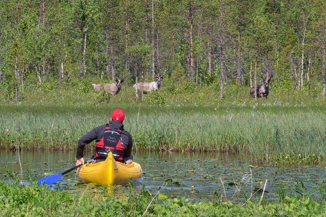 Authentic Reindeer Farm and Canoe Experience from Rovaniemi - Reindeer Farm and Canoe: A Lapland Morning That Feels Real