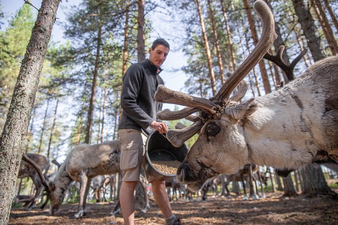 Authentic Reindeer Farm and Canoe Experience from Rovaniemi - The Traditional Reindeer Farm Outside Rovaniemi