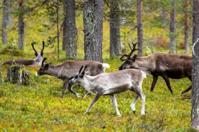Auttiköngäs Nature Trail - The guide matters: Isaac, Tommaso, and Lorie bring the forest to life