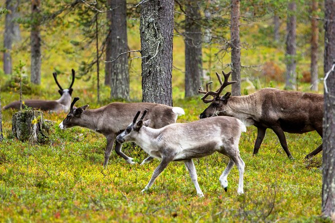 Auttiköngäs Nature Trail - The guide matters: Isaac, Tommaso, and Lorie bring the forest to life