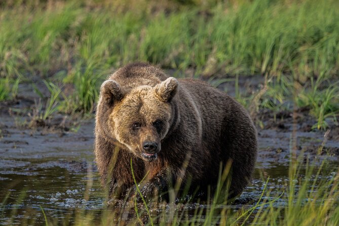 Bear and Arctic Animals 2 Day Trip from Rovaniemi - Key highlights before you go