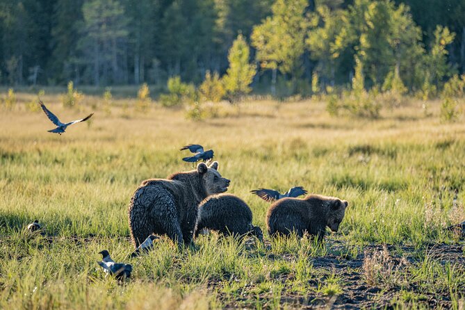Bear and Arctic Animals 2 Day Trip from Rovaniemi - Two days that feel like you’re living Lapland wildlife up close