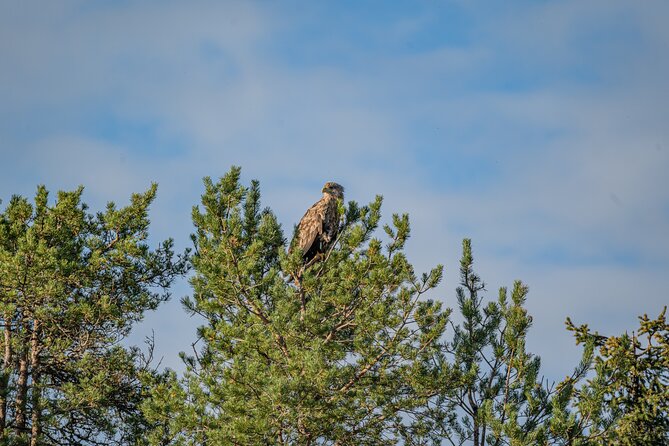 Bear and Arctic Animals 2 Day Trip from Rovaniemi - How to think about the wait: comfort, silence, and camera reality