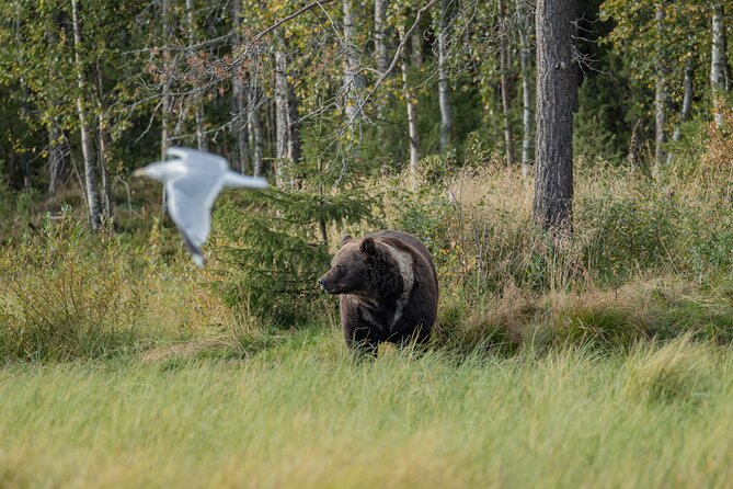 Bear and Arctic Animals 2 Day Trip from Rovaniemi - Lunches, dinner, and the little things that reduce stress
