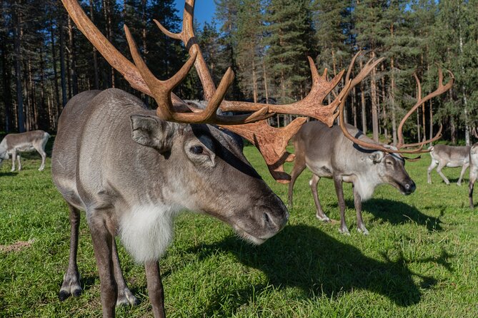Bear and Arctic Animals 2 Day Trip from Rovaniemi - Day 2 at Ranua Wildlife Park: your second act for northern animals
