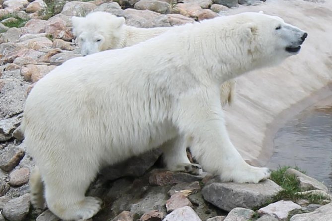 Bus to Ranua Zoo from Rovaniemi - From Rovaniemi to Ranua Zoo: a day made simple