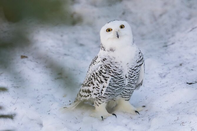Bus to Ranua Zoo from Rovaniemi - Ranua Zoo on winter hours: how to use your 3 hours