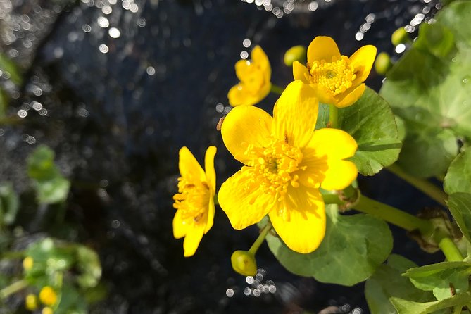 Canoe Trip in Lapland - Lapland by water: peaceful, scenic, and good for photos