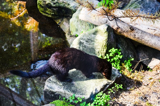 Day Trip to Ranua Arctic Wildlife Park from Rovaniemi - Lapland Welcome Prep: Winter Gear and a Smooth Start