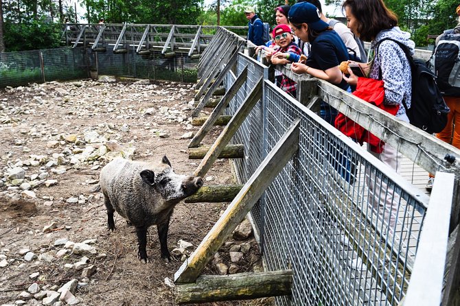 Day Trip to Ranua Arctic Wildlife Park from Rovaniemi - Ranua Arctic Wildlife Park Time: Bears, Wolves, and About 50 Species