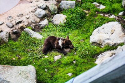 Day Trip to Ranua Arctic Wildlife Park from Rovaniemi - The Lapland Countryside Stop: Reindeer Sightings on the Way