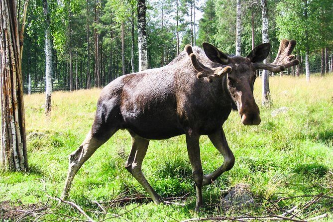 Day Trip to Ranua Arctic Wildlife Park from Rovaniemi - What to Expect Day-of: Timing, Walking, and Photo Moments