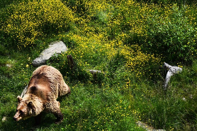 Day Trip to Ranua Arctic Wildlife Park from Rovaniemi - Who This Tour Suits Best