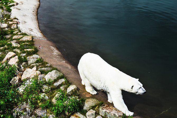 Day Trip to Ranua Arctic Wildlife Park from Rovaniemi - Should You Book the Ranua Arctic Wildlife Park Day Trip?
