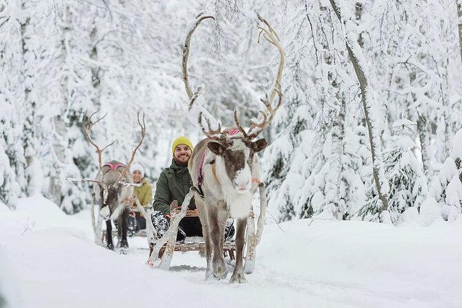 Forest Trail Reindeer Safari - First Impressions: What This Reindeer Safari Feels Like