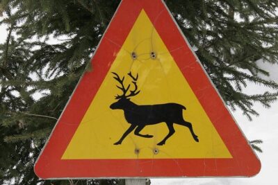 Forest Trail Reindeer Safari - Getting There: Meeting Point vs. Hotel Pickup Reality