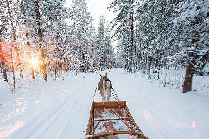 Forest Trail Reindeer Safari - Guides Matter: When Names Like Daniel, Camile, and Alberto Show Up