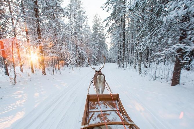 Forest Trail Reindeer Safari - Who This Tour Fits Best (And Who Might Want a Different Style)