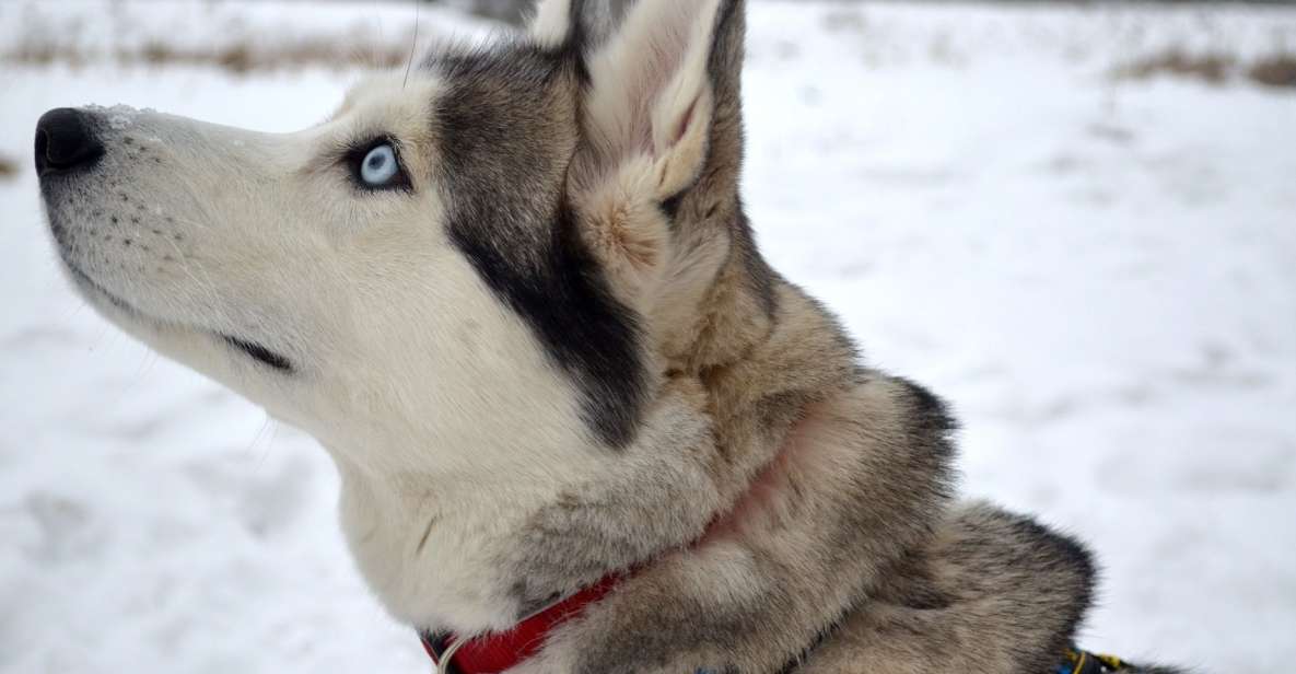 From Rovaniemi: 5km Husky Sleigh Ride - The sled ride itself: adrenaline, Arctic breeze, and the ride limit