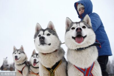 From Rovaniemi: 5km Husky Sleigh Ride - Meeting the huskies: greeting time, photos, and training talk