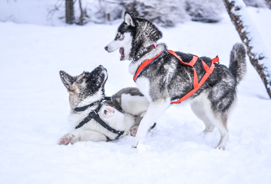 From Rovaniemi: 5km Husky Sleigh Ride - Should you book this husky sleigh ride near Rovaniemi?