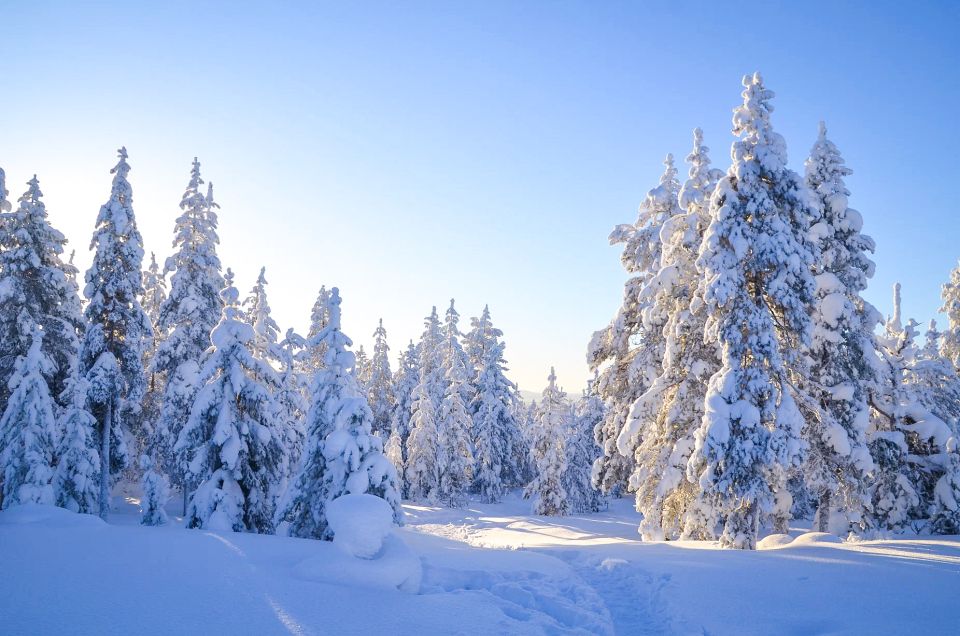 From Rovaniemi: Guided Lapland Snowmobile Adventure - The Ride Itself: Taiga Forests, Frozen Ground, and Scenic Stops