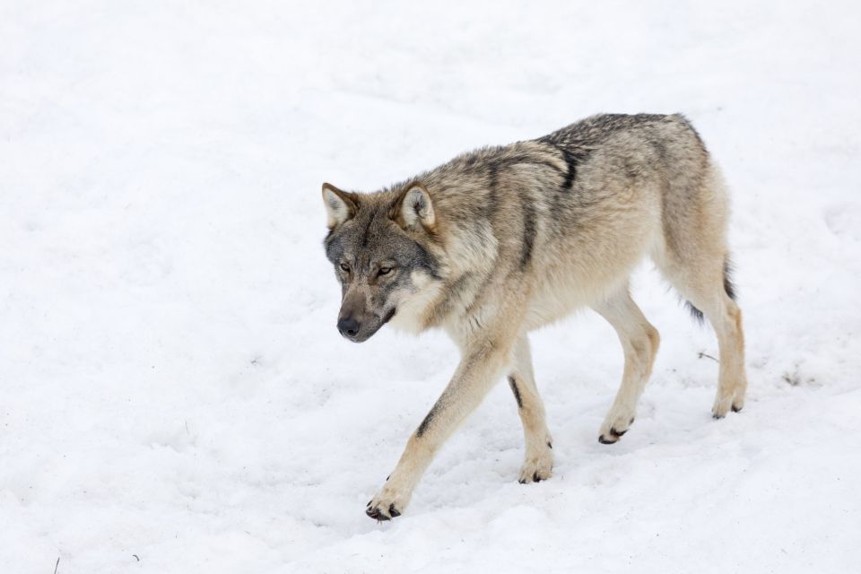 From Rovaniemi: Ranua Wildlife Park Experience - Key Highlights Worth Your Time