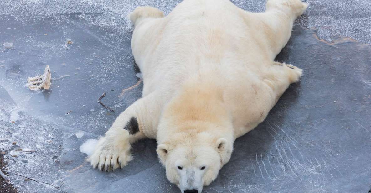 From Rovaniemi: Ranua Wildlife Park Experience - Arctic Animals You Can Actually See (Not Just Hope For)