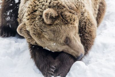From Rovaniemi: Ranua Wildlife Park Experience - Entering Ranua Wildlife Park’s Outdoor Zoo on Foot