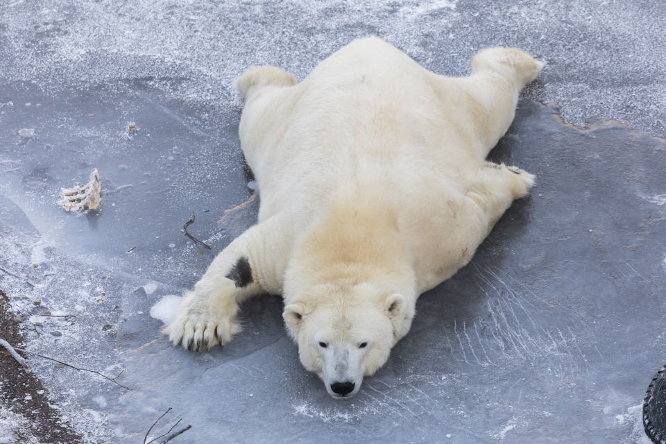 From Rovaniemi: Ranua Wildlife Park Experience - Lunch at Ranua Zoo: When It’s Included, Make It Count